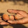 Face Moisturizer For Skin Pure Organic Marula Oil