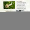 Day and Night Face Moisturizer with Snail Mucin Extract