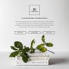 Natural Face Wash and Hand Cleanser - Coconut