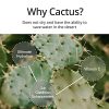 Cactus Moisturizer Cream for Face with Shea Butter