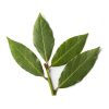 Ravensara essential oil AKARZ Top Brand body face