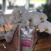 DDCI Color Changing Versagel Lip Gloss Base – Transforming Clear to Pink Magic