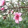 NZ Country 100% Manuka Oil More Effective Than Tea Tree Oil